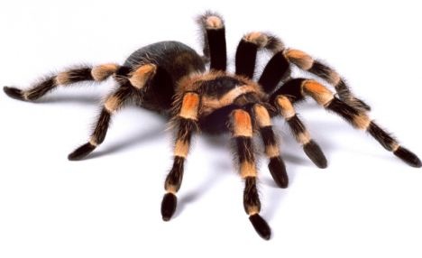 Red-kneed tarantula Brachypelma smithii